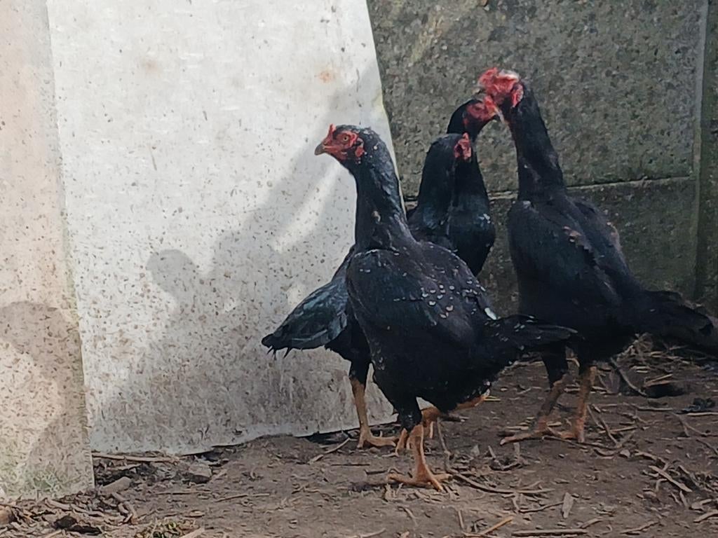 Zwarte shamo kippen, Dieren en Toebehoren