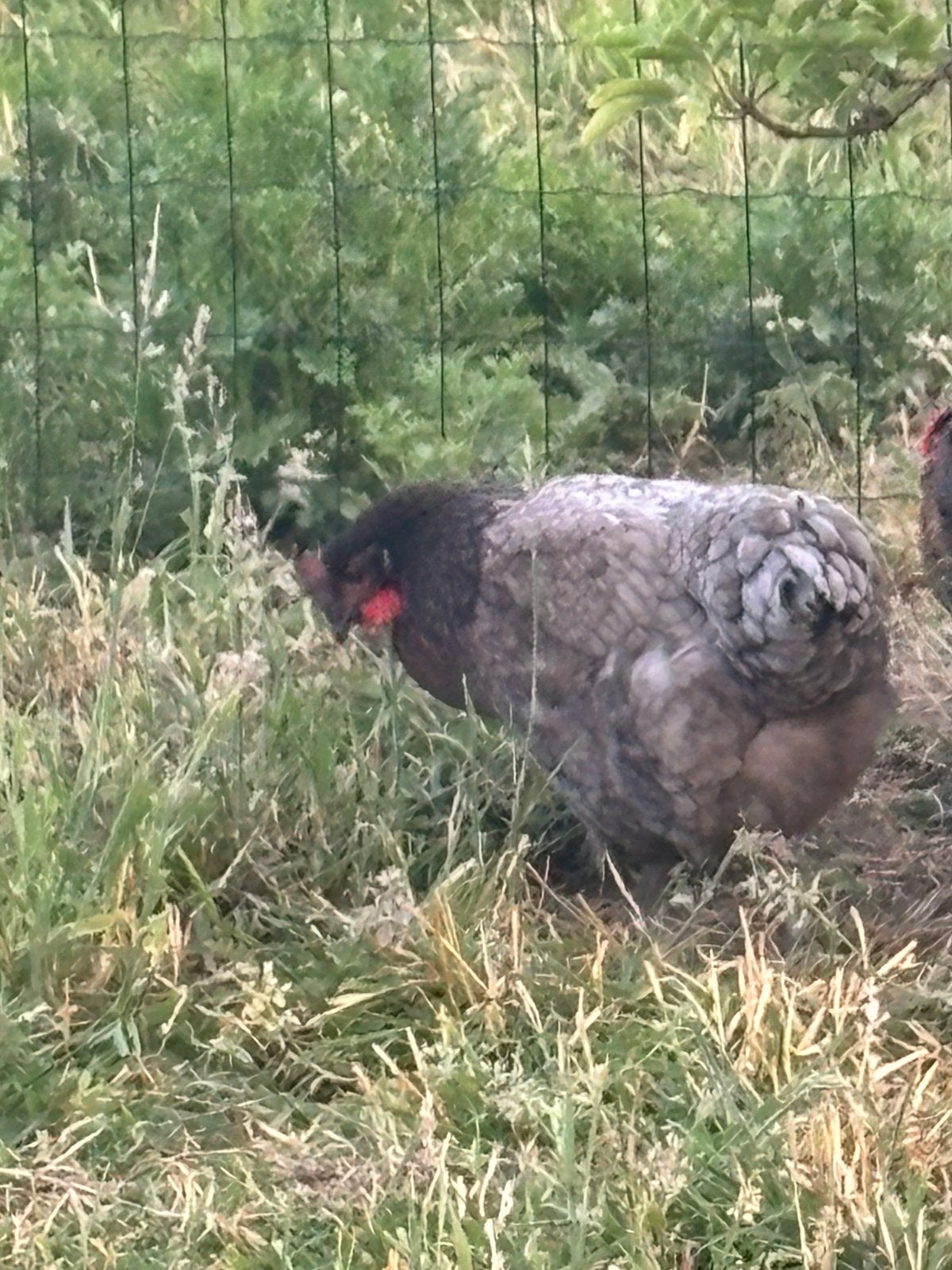 Blauwe Orpington hen, Dieren en Toebehoren, Vrouwelijk, Kip