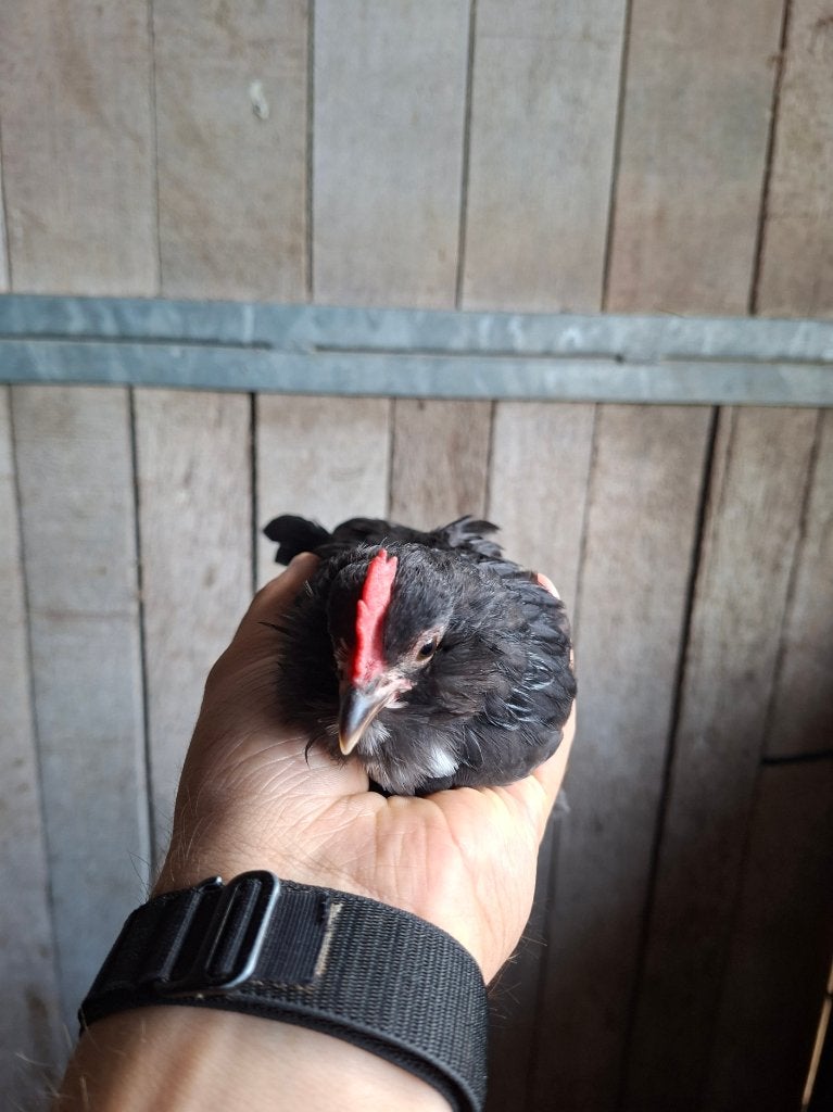 ukkelse baardkriel hanen, Plusieurs animaux, Poule ou poulet
