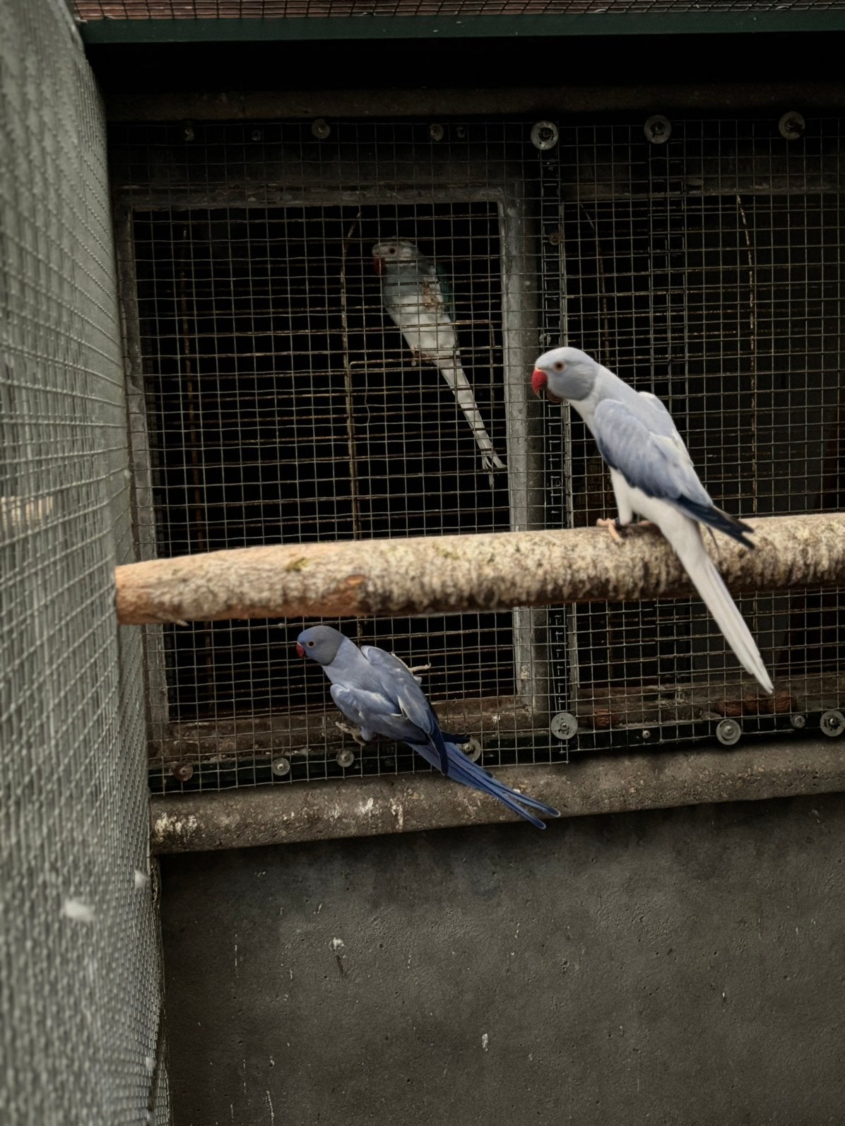 Halsbandparkieten, Dieren en Toebehoren, Vogels | Parkieten en Papegaaien, Geringd