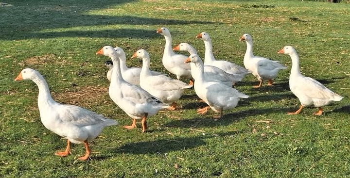 ganzen te koop, Mannelijk, Gans of Zwaan