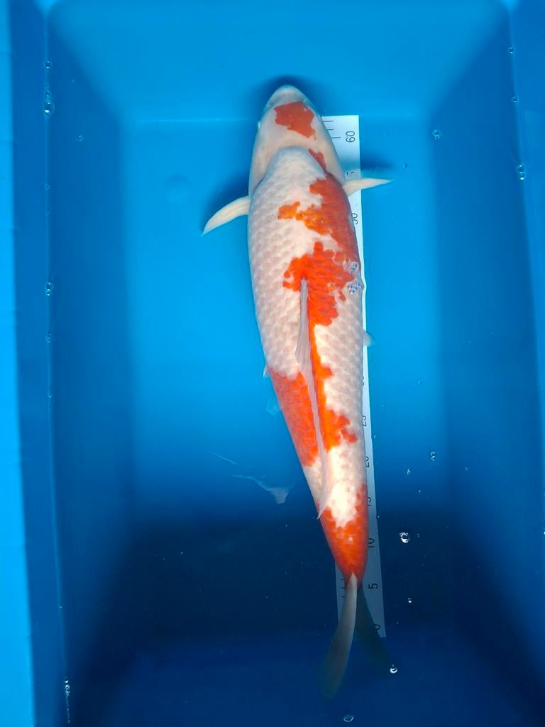 Koi kohaku 70 cm.
