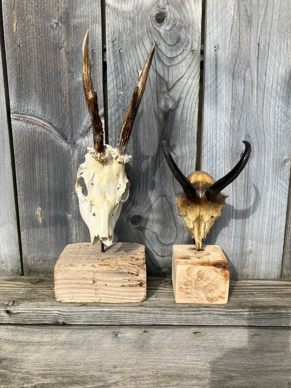 Set hoorntjes op houten sokkel, Ophalen, Gebruikt
