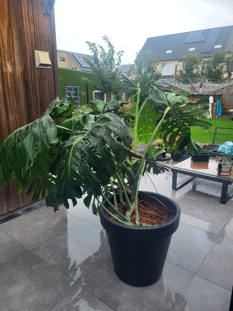 Monstera deliciosa, Autres espèces, 150 à 200 cm, Enlèvement, Plante verte