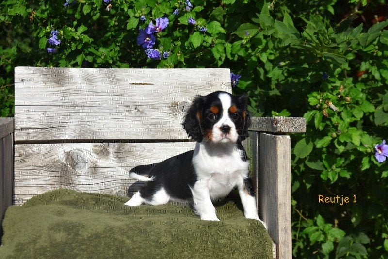Prachtige Cavalier pupjes, Dieren en Toebehoren, Honden | Retrievers, Spaniëls en Waterhonden, Parvo, België, Reu, 8 tot 15 weken