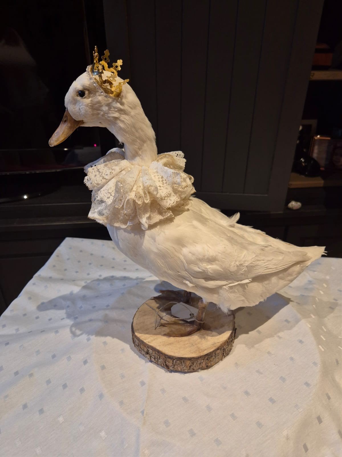Taxidermie au canard blanc, Canard
