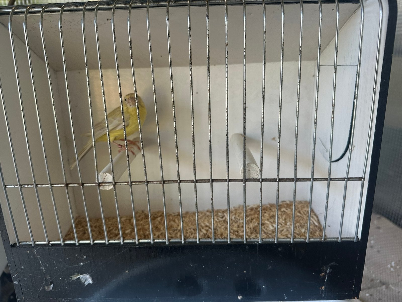 Canaris femelles, Animaux & Accessoires