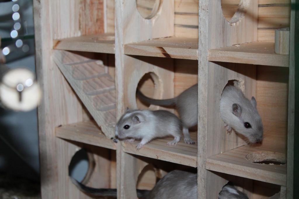Gerbil en knaagdier doolhof toren speelhuis, Dieren en Toebehoren, Ophalen of Verzenden, Nieuw, Speelgoed