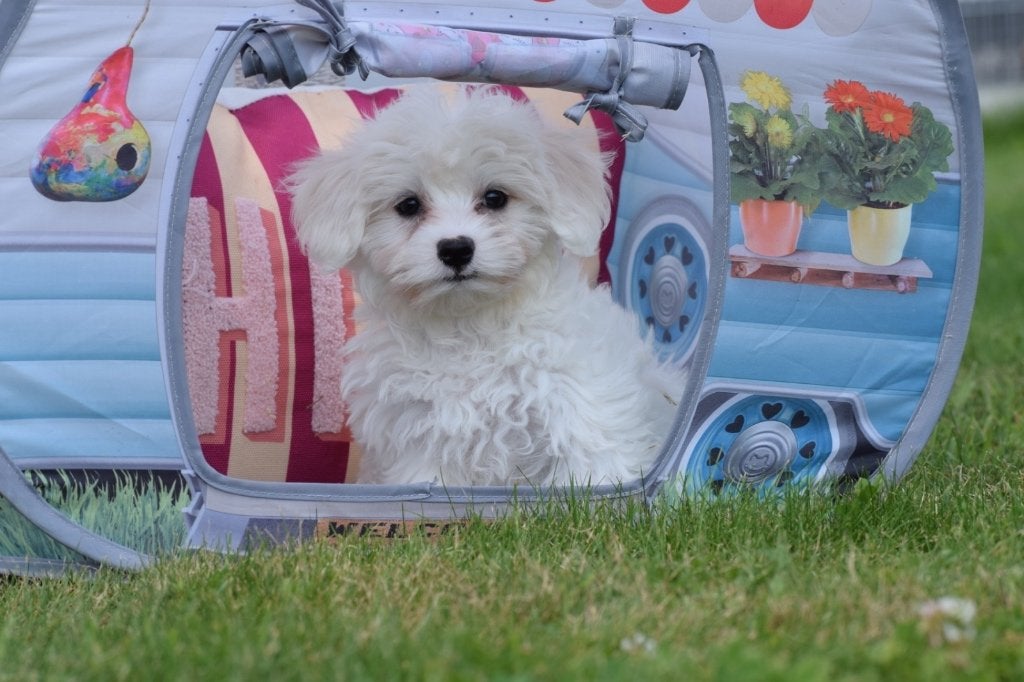 Chiots maltais, Animaux & Accessoires, Chiens | Chihuahuas & Chiens de compagnie, Plusieurs animaux, Bichon maltais, Éleveur | Professionnel