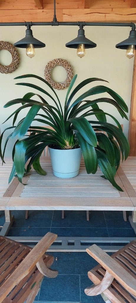 mooie grote clivia's, Maison & Meubles, En pot, Plante à fleurs, Moins de 100 cm, Enlèvement
