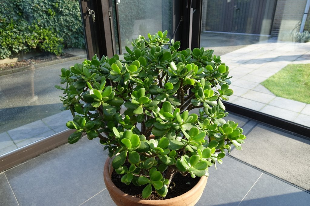 Crasula ovata ou arbre à argent, Maison & Meubles, Plantes d'intérieur, Autres espèces, En pot, Moins de 100 cm, Enlèvement