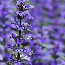 Lavendula Munstead, Enlèvement
