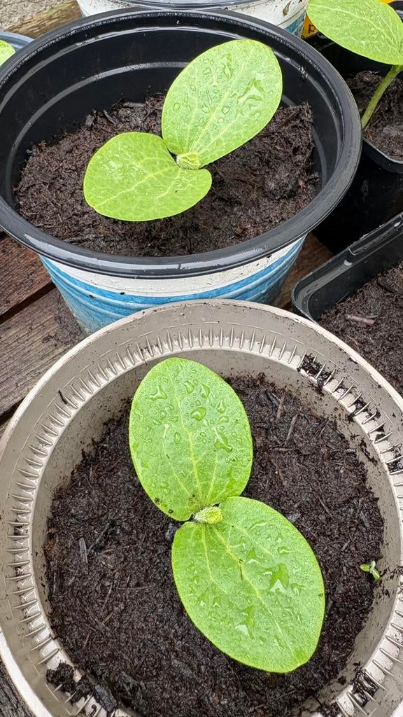 Spaghetti pompoen plantjes, Jardin & Terrasse, Plantes | Jardin, Enlèvement, Plantes potagères