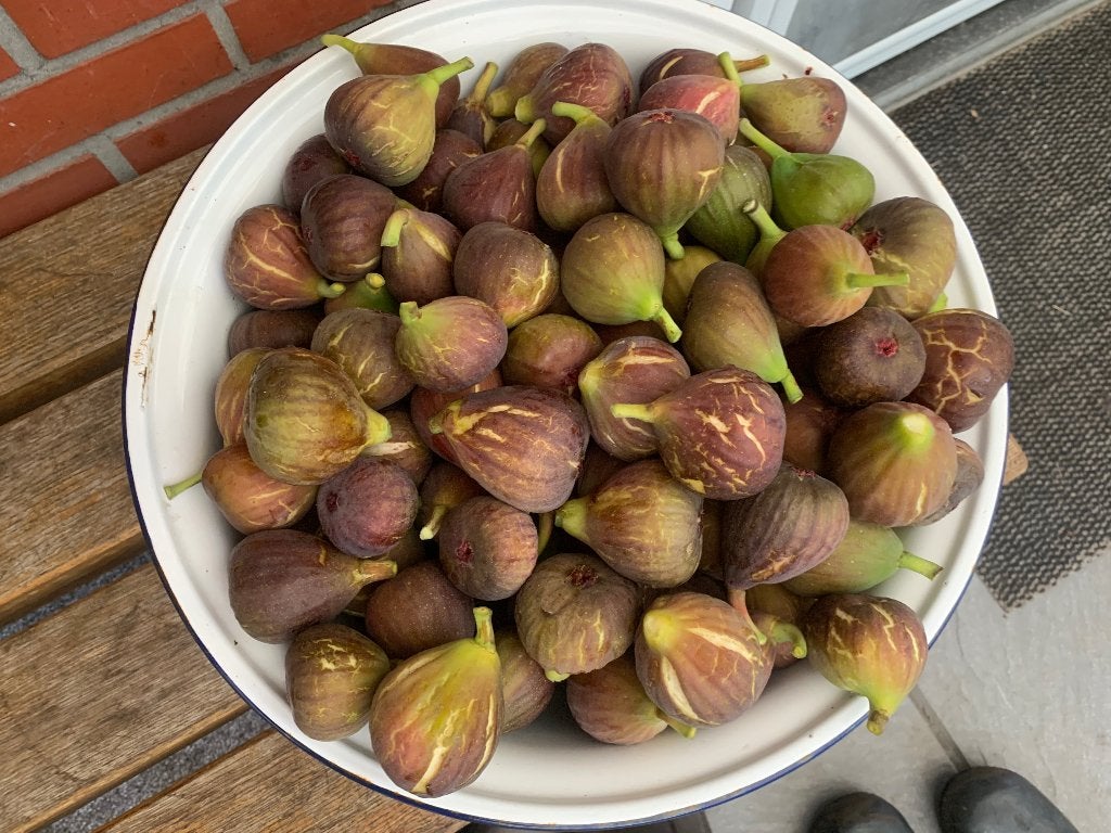 vijgen 4€/kg, Ophalen