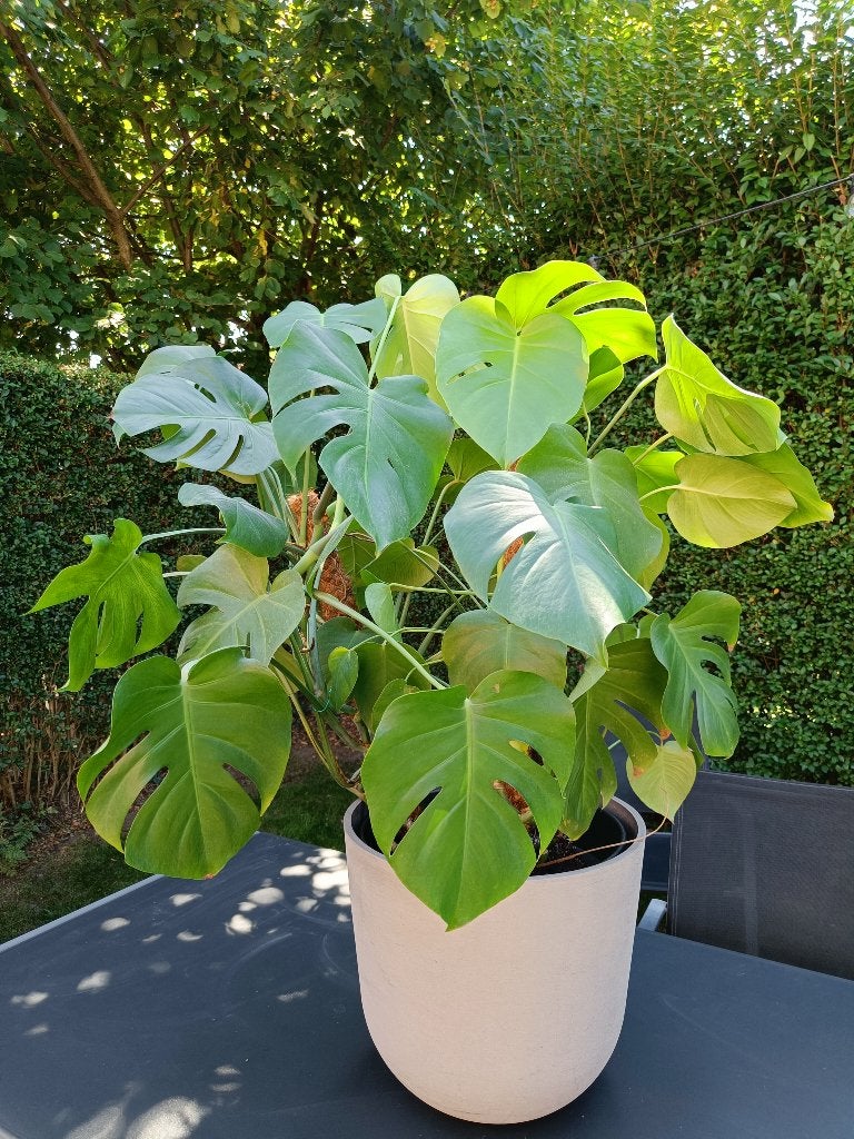 Monstera, Huis en Inrichting, Kamerplanten, Groene kamerplant, Ophalen, Overige soorten, 100 tot 150 cm