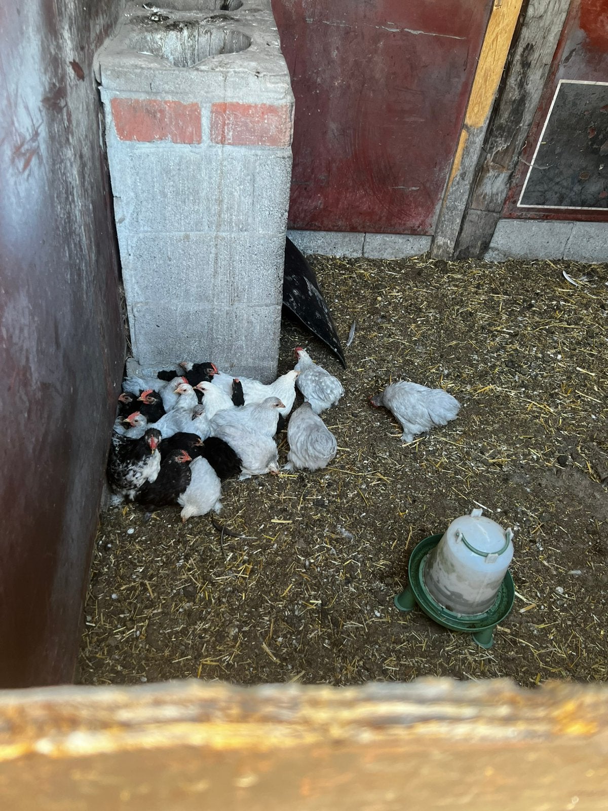 GRATIS 12 cochin hanen, Dieren en Toebehoren