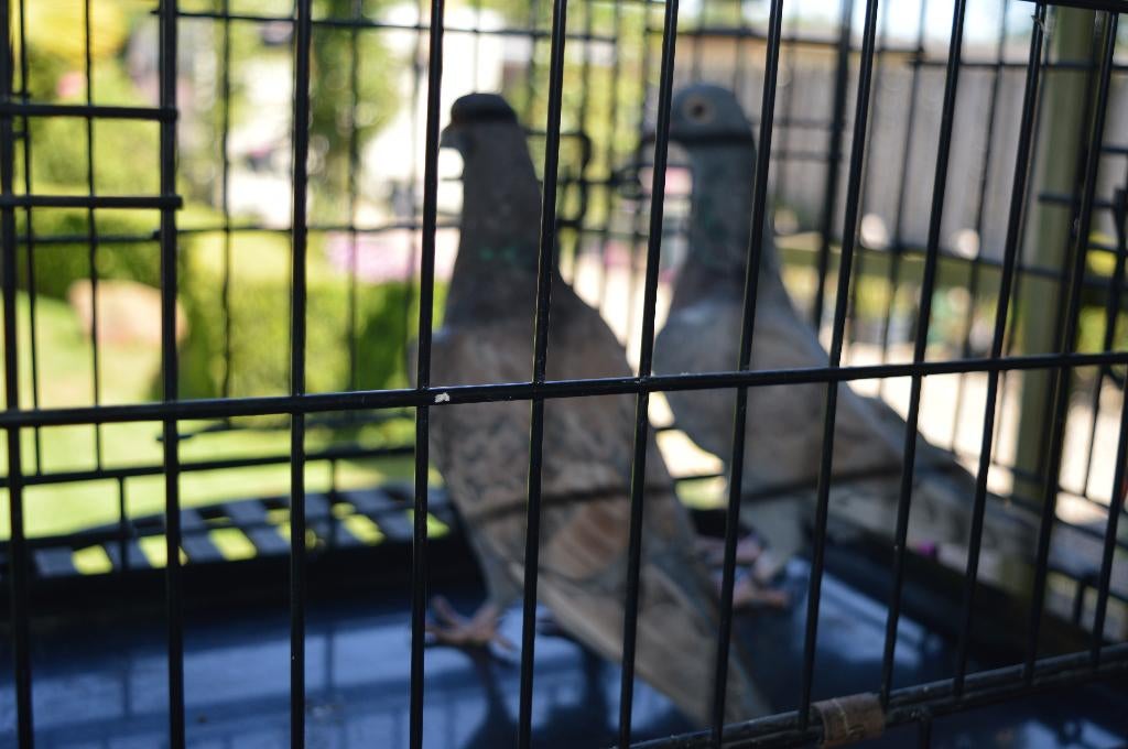 kleurpostduiven, Dieren en Toebehoren, Postduif