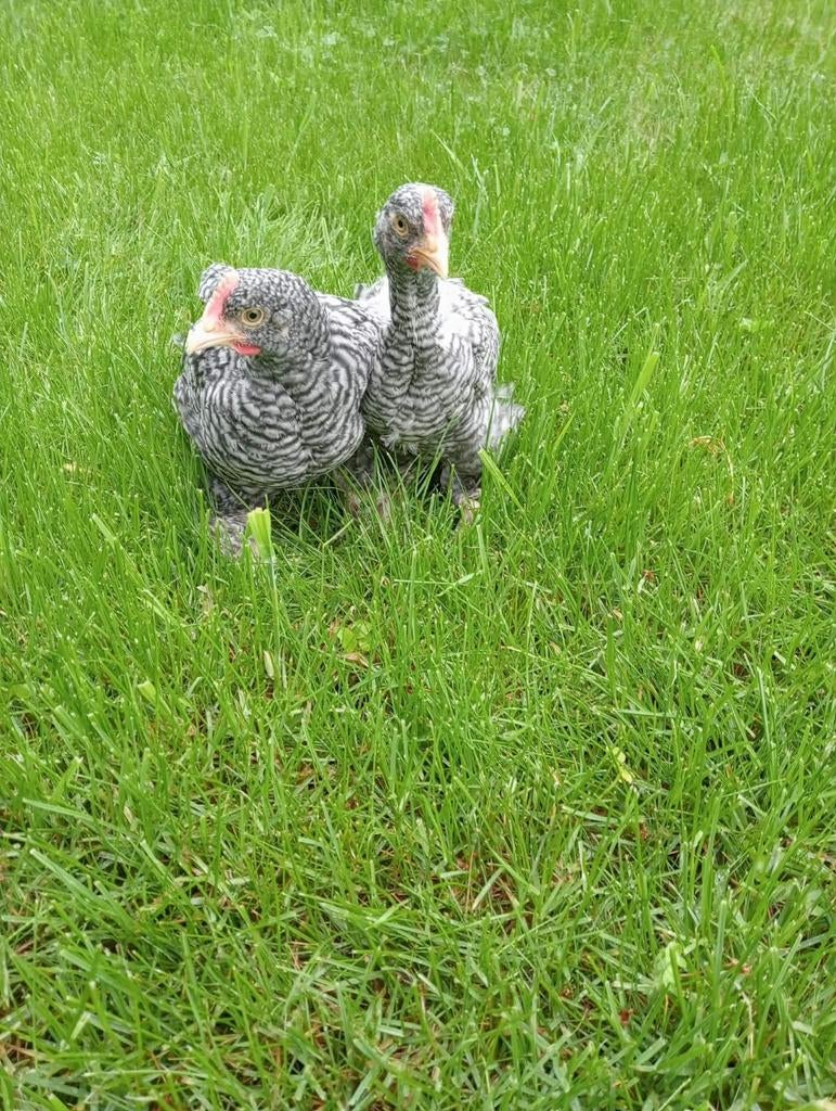Mechelse koekoek hanen, Dieren en Toebehoren, Pluimvee
