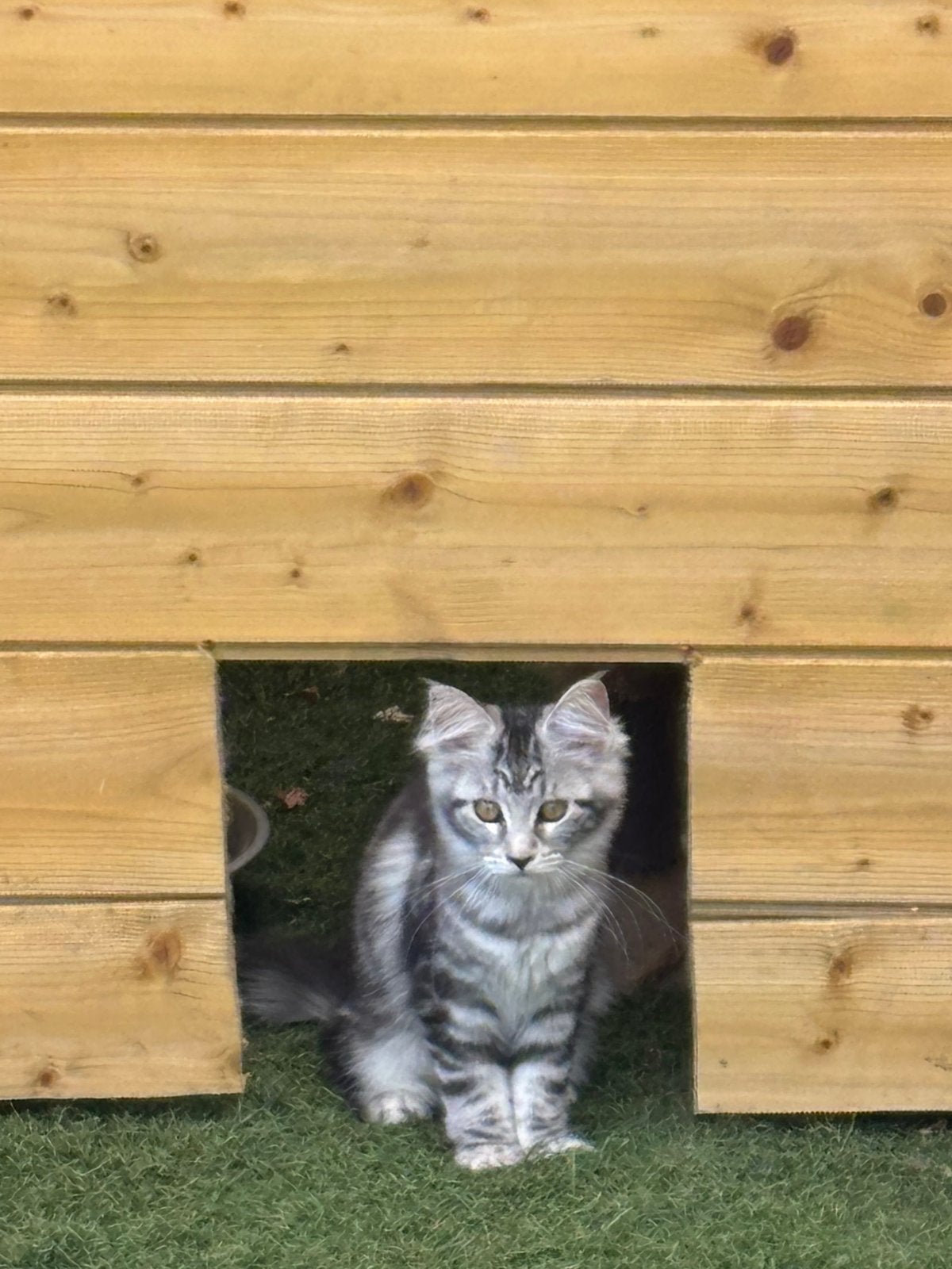 Maine coon kitten Chanel, Dieren en Toebehoren, Poes, Met stamboom, 0 tot 2 jaar