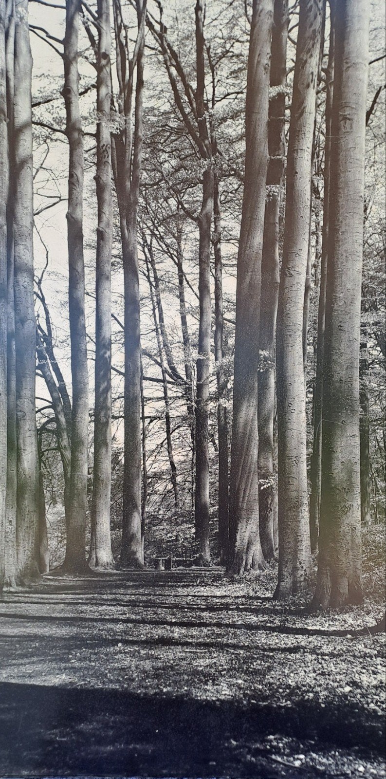 Foto kader vintage print op hout bomen zwart/grijs, Ophalen, Paneel, Landschap, Print