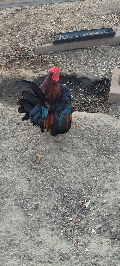 Serama haantje 2025, Animaux & Accessoires, Volatiles, Mâle, Poule ou poulet