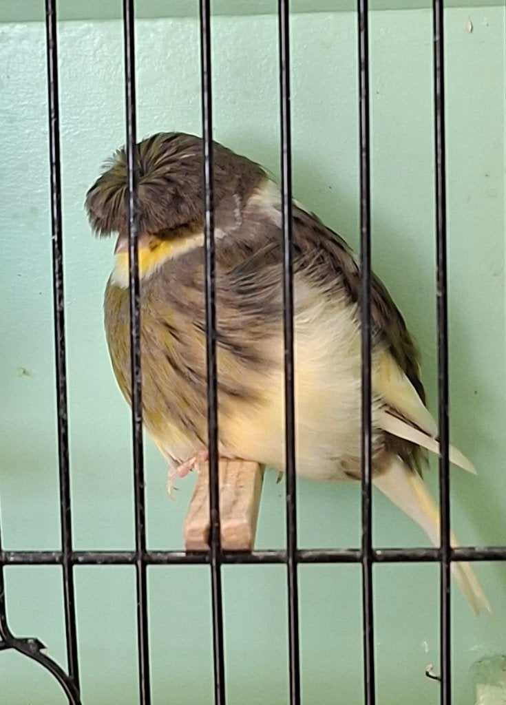 Gloster kuif / corona mannen, Mâle, Canari de posture