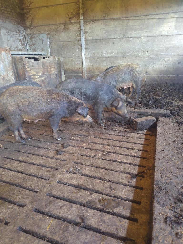 Drachtige zeugen te koop, Dieren en Toebehoren, Schapen, Geiten en Varkens, Vrouwelijk, Varken, 3 tot 5 jaar