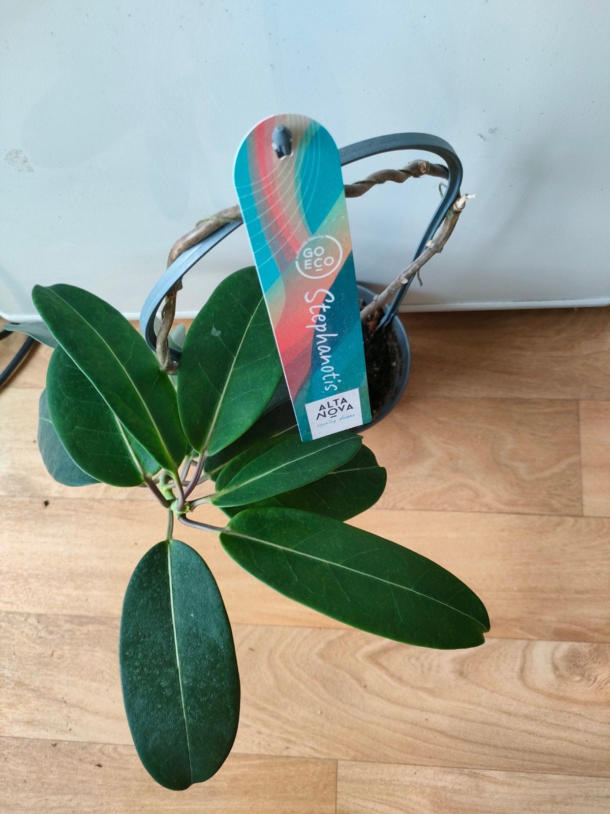 Bruidsbloem te koop, Ophalen