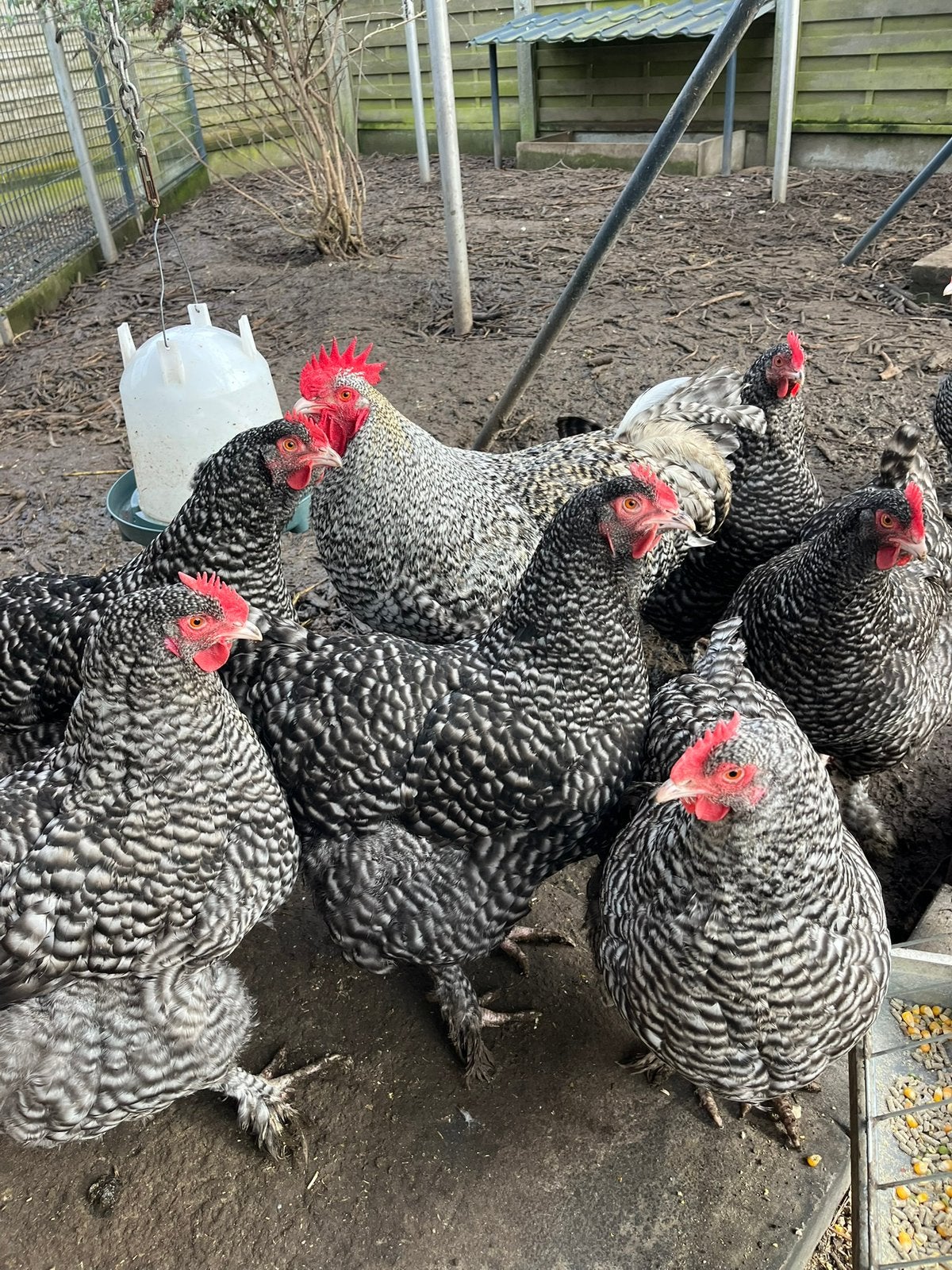 Élevage de coucous de Malines, Poule ou poulet