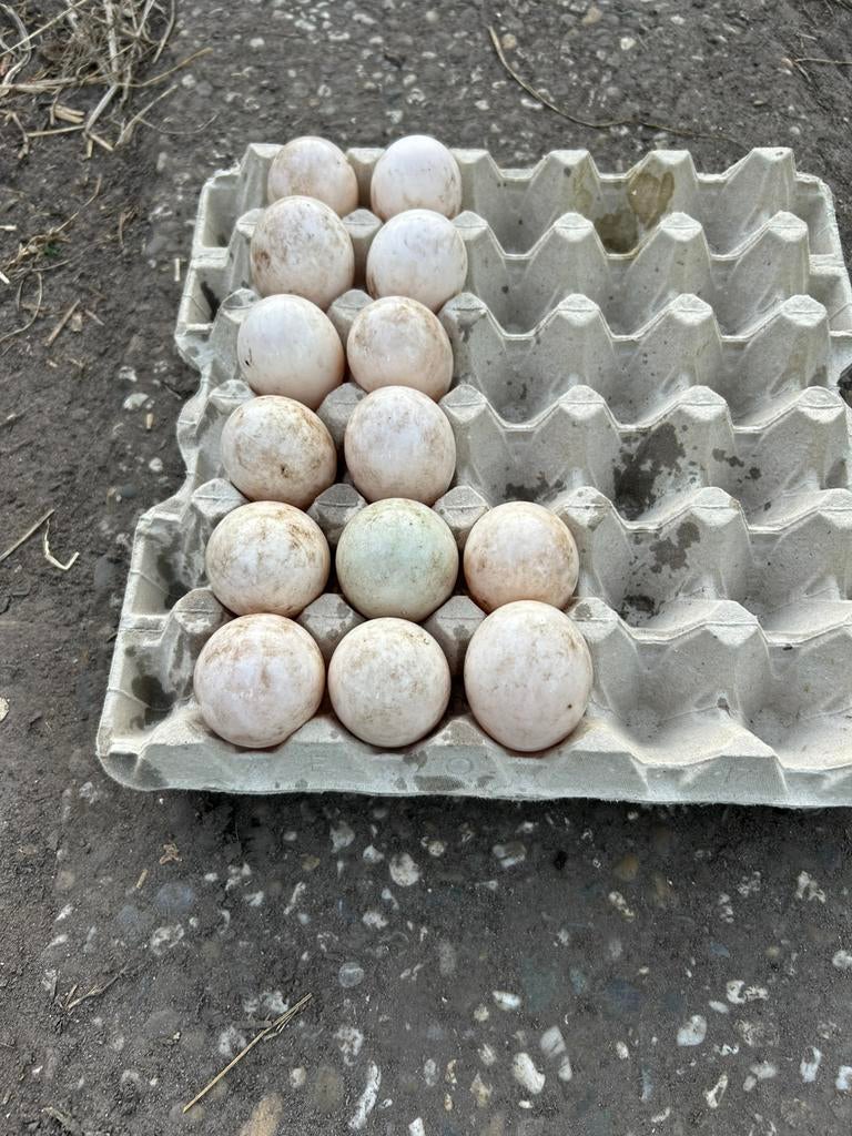 Broedeieren indische loopeend, Ophalen