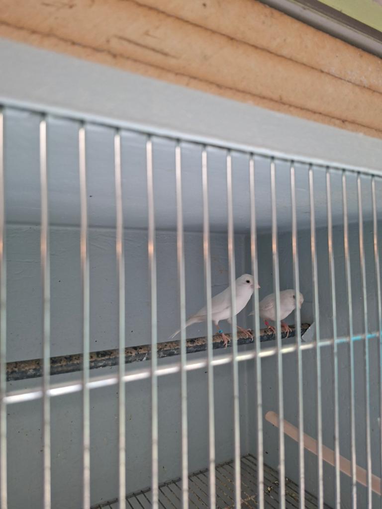 Te koop twee koppels kanaries, Dieren en Toebehoren