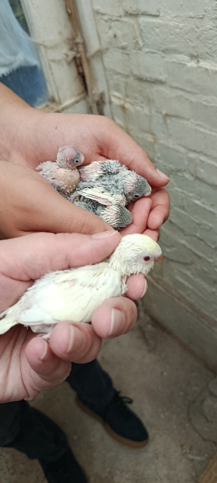 4 jonge grasparkieten te reserveren