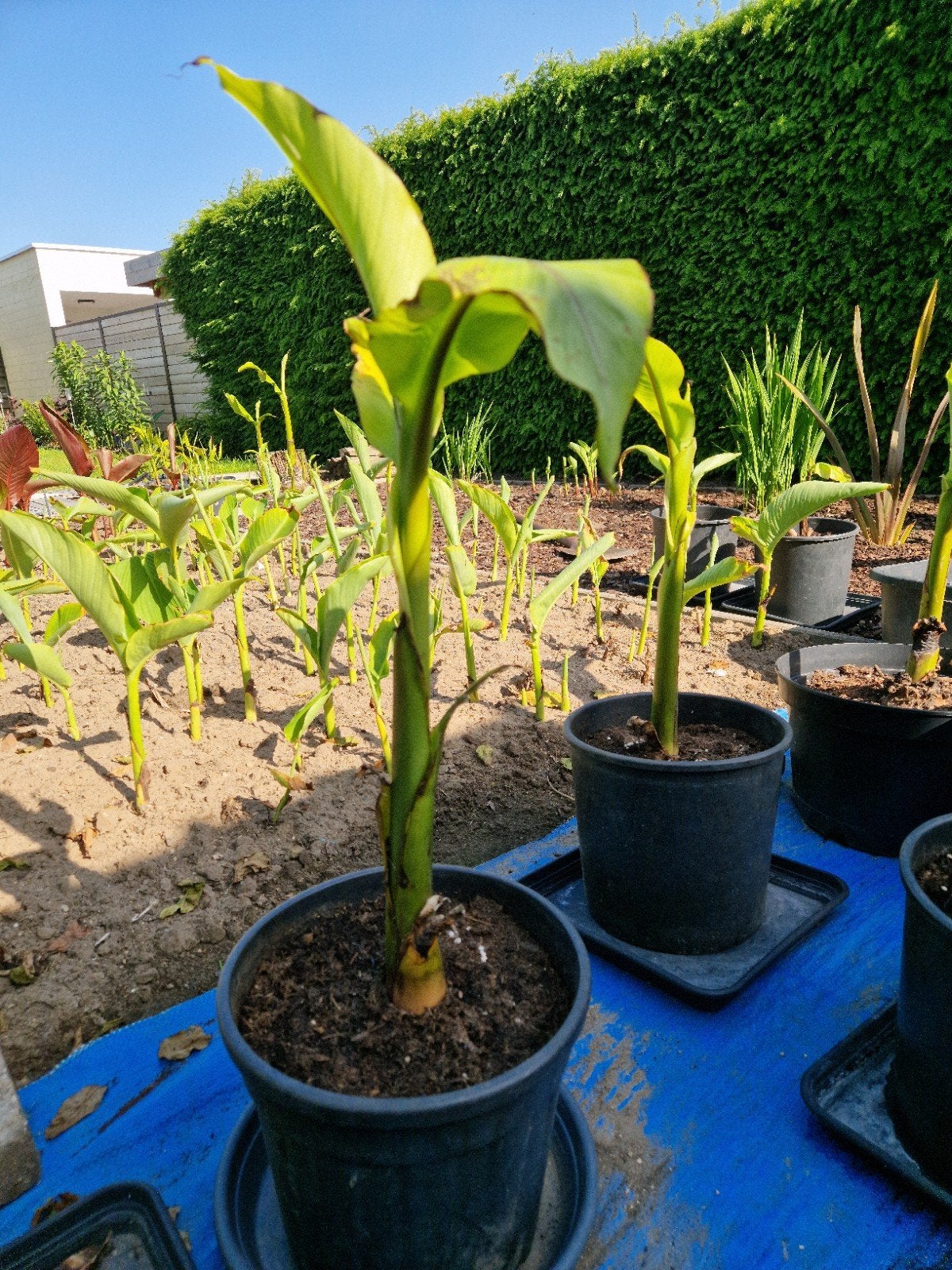 Musa Basjoo, Tuin en Terras, Planten | Tuinplanten, Vaste plant, Overige soorten, Volle zon, Bloeit niet, Ophalen