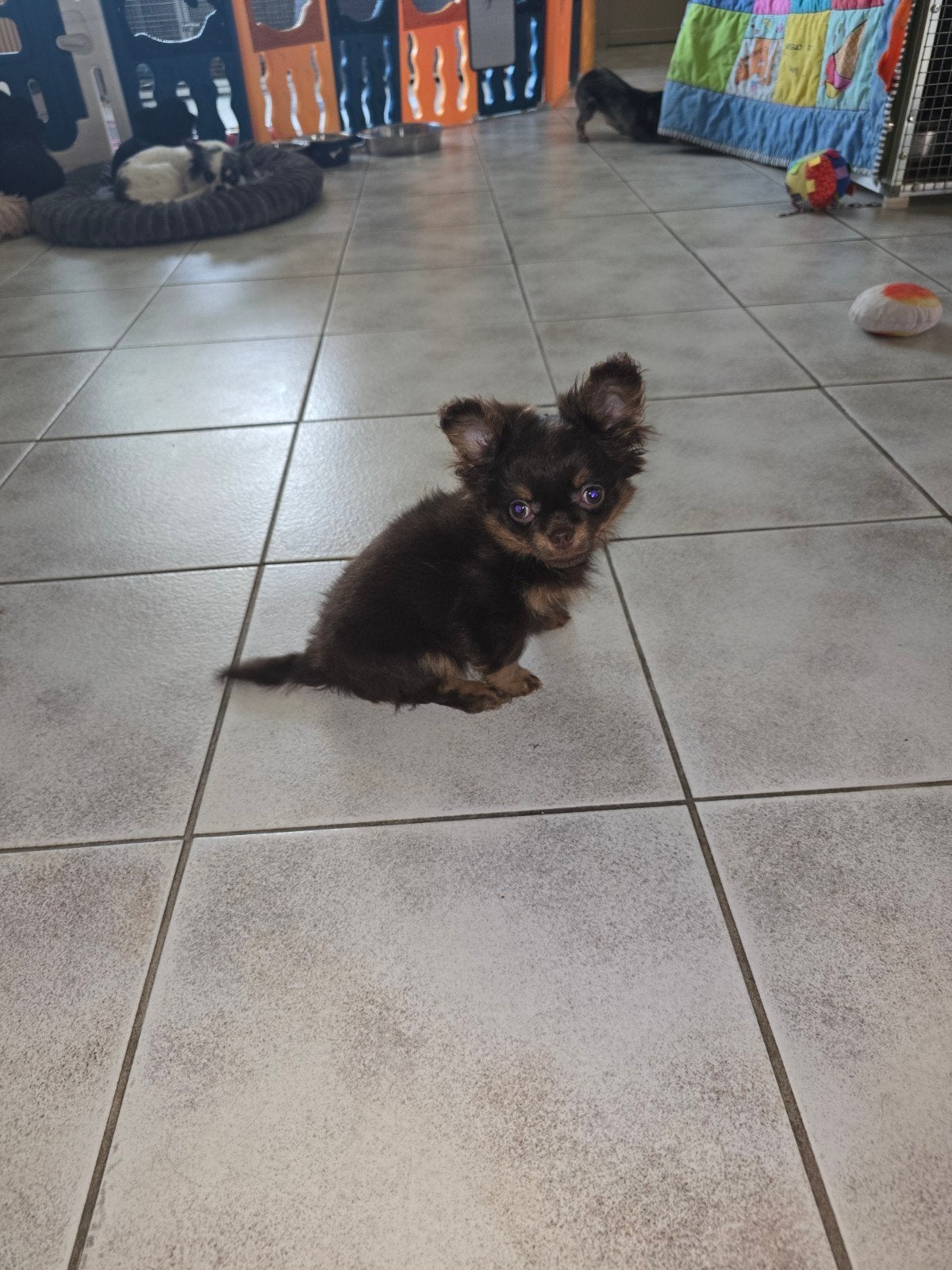 Bruin chihuahua reutje, Dieren en Toebehoren, België, Reu, 8 tot 15 weken, Meerdere
