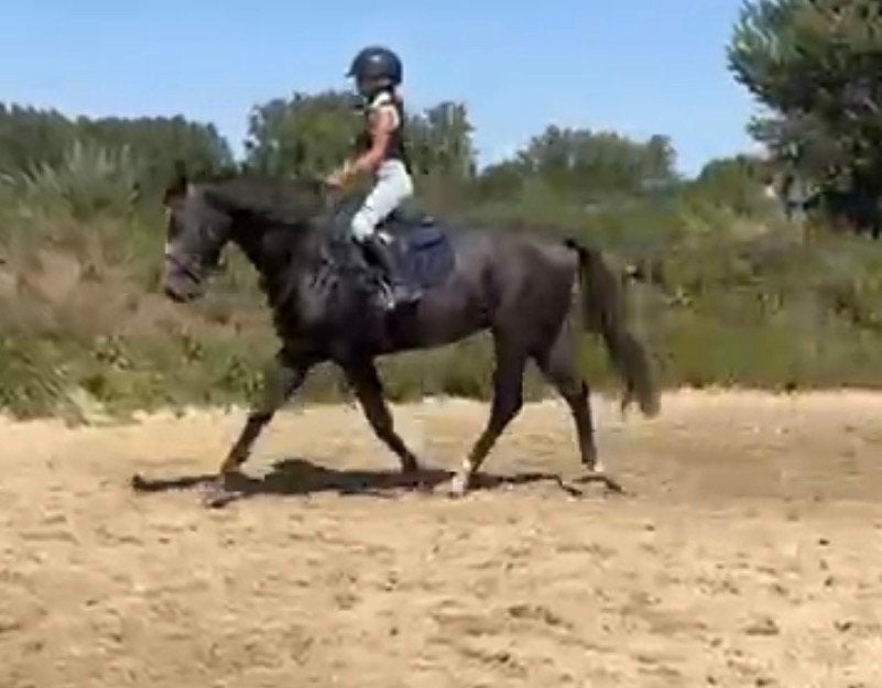 Fantastische kindvriendelijke 4 jaars springpaard, Dieren en Toebehoren, Paarden, Springpaard, Minder dan 160 cm, Met stamboom