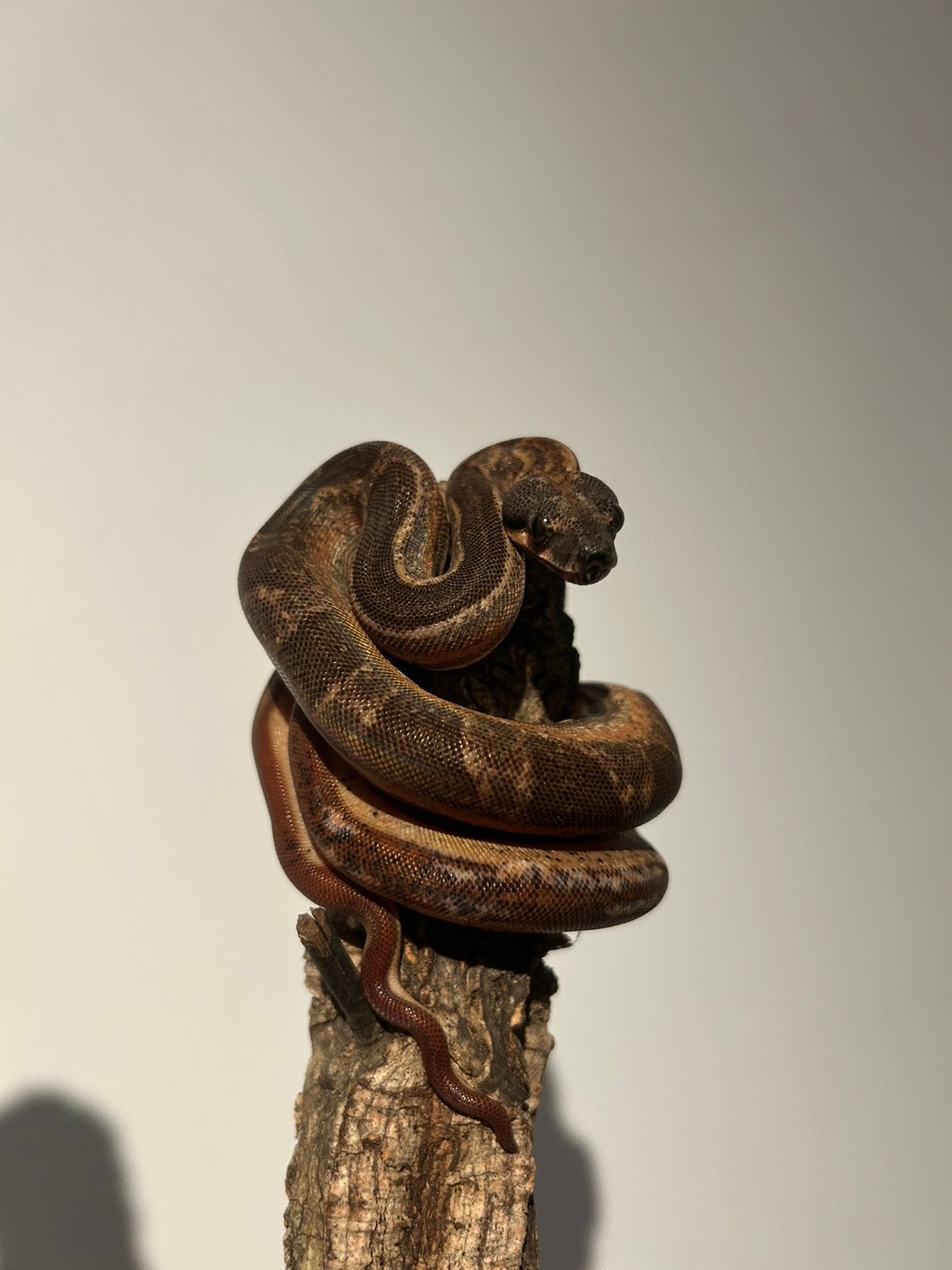 0.1 Boa Constrictor Imperator Hypo Motley het Kahl/Leopard, Animaux & Accessoires, Reptiles & Amphibiens, Serpent, Domestique