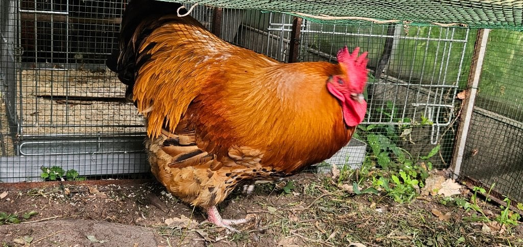 Grote mooie Orpington Haan, Dieren en Toebehoren, Mannelijk, Kip