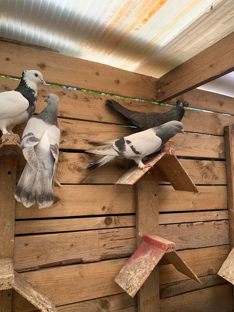 Takla duvıen, Dieren en Toebehoren, Overige soorten