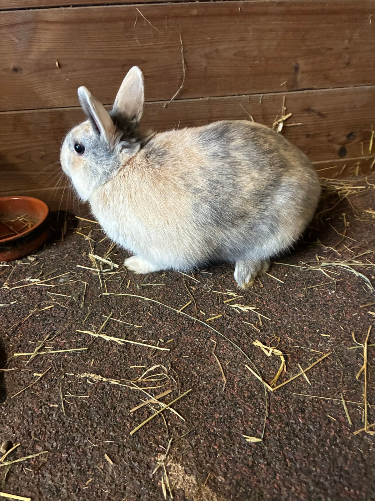 2 mannelijke dwergkonijntjes, Dieren en Toebehoren