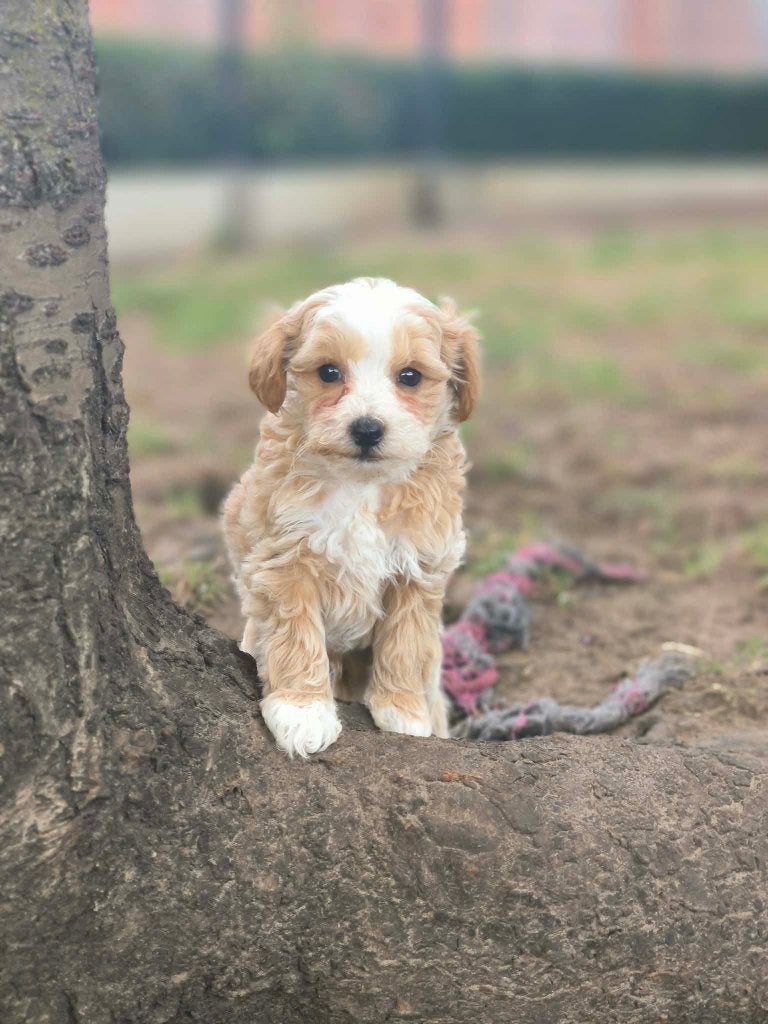 Hele mooie maltipoo pups bij ons geboren!!, Dieren en Toebehoren, België, CDV (hondenziekte), 8 tot 15 weken, Meerdere