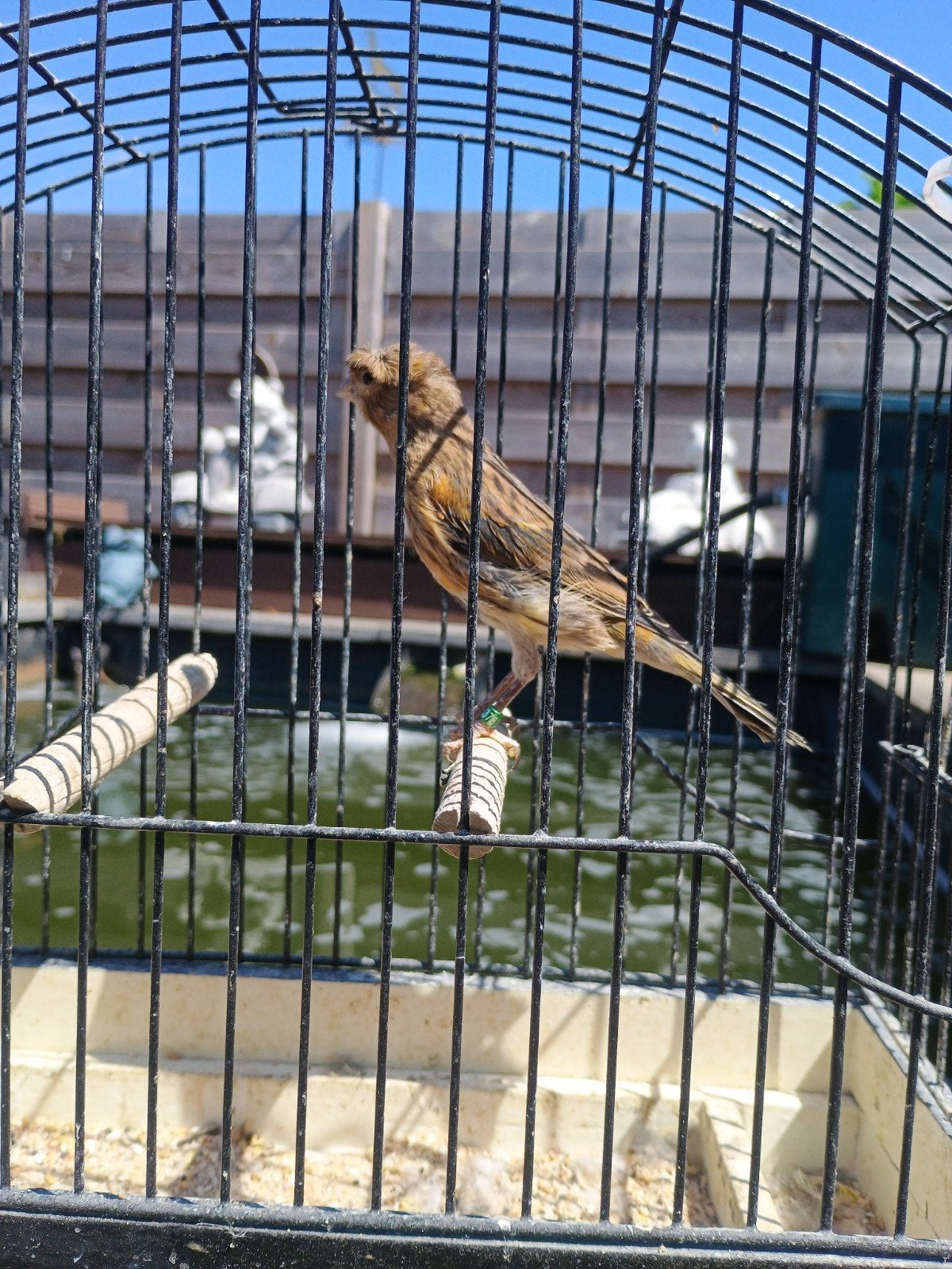 harlekijn 2026, Dieren en Toebehoren