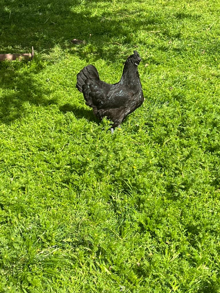 Ayam cemani, Dieren en Toebehoren, Pluimvee