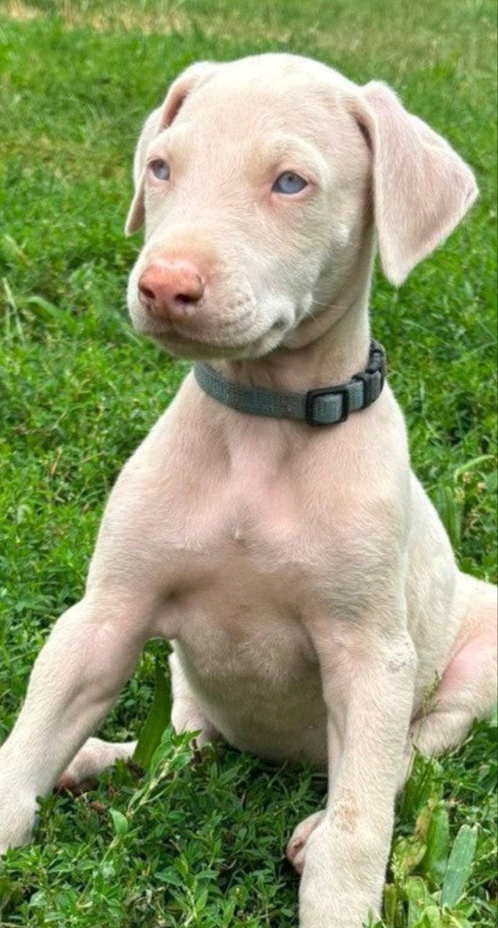 Dobermann puppy ( Isabel ), België, Fokker | Hobbymatig, Overige rassen, 8 tot 15 weken