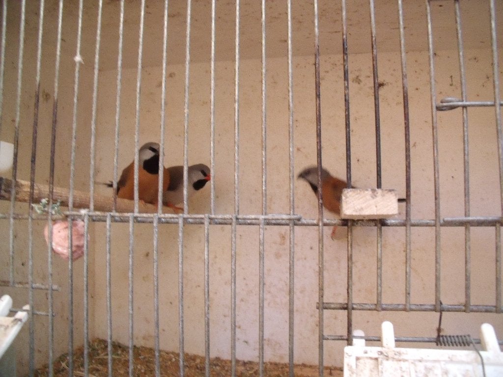 spitsstaart popje, Dieren en Toebehoren, Vogels | Kanaries