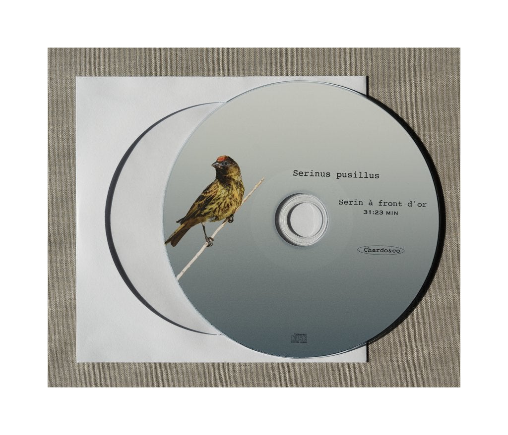 Serin à Front d'or, Dieren en Toebehoren, Vogels | Overige Vogels, Tropenvogel, Geringd