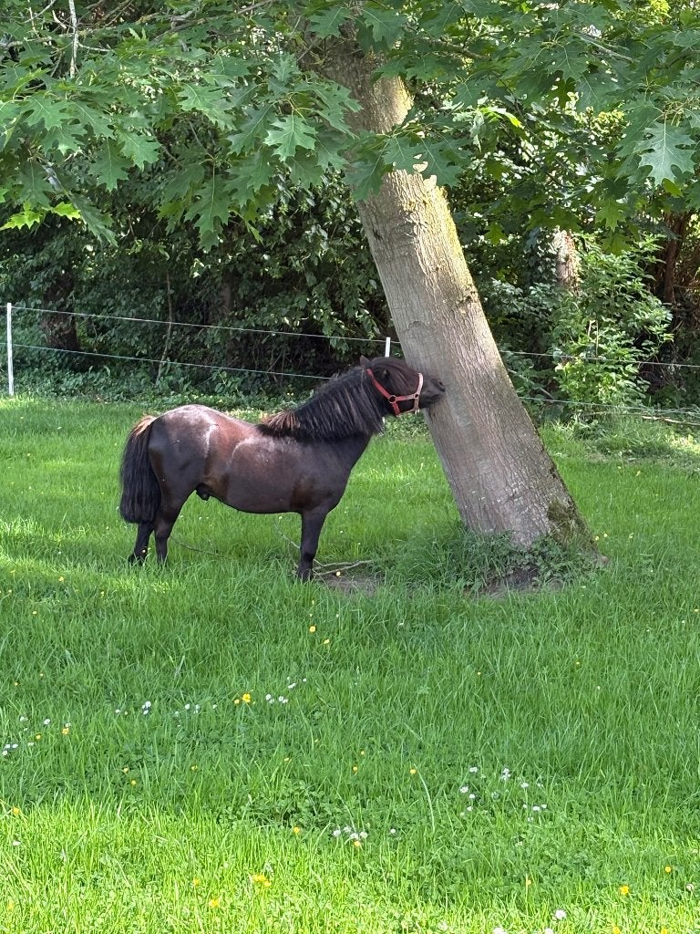Étalon shetland, Animaux & Accessoires, Poney de récréation, Vermifugé, Poney A (jusqu'à 1.17 m), Étalon