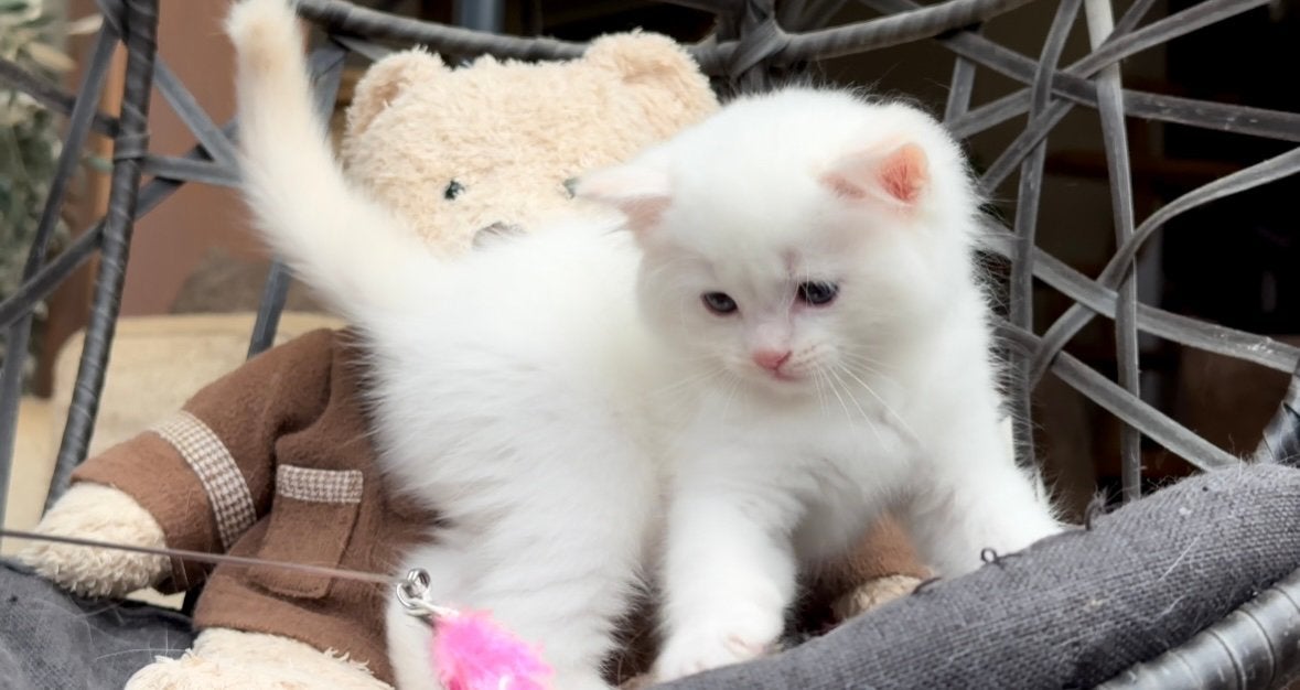 Bijzonder mooi Ragdoll nestje ️ Red, Seal & Lynx & Tortie, Dieren en Toebehoren, Meerdere dieren, Met stamboom, 0 tot 2 jaar