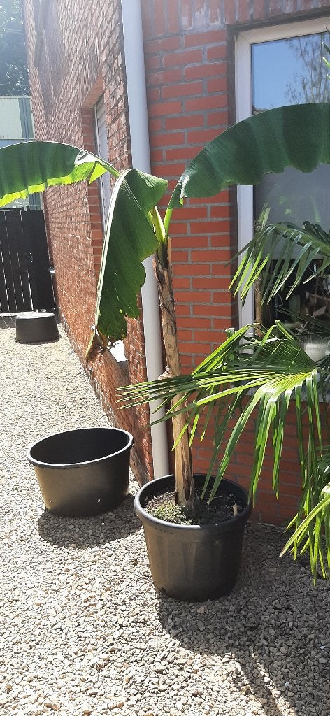 Beperkt aanbod hobbygekweekte cannas en bananenplant, Enlèvement