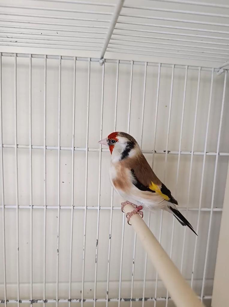 Chardonneret femelle, Femelle, Oiseau tropical, Domestique