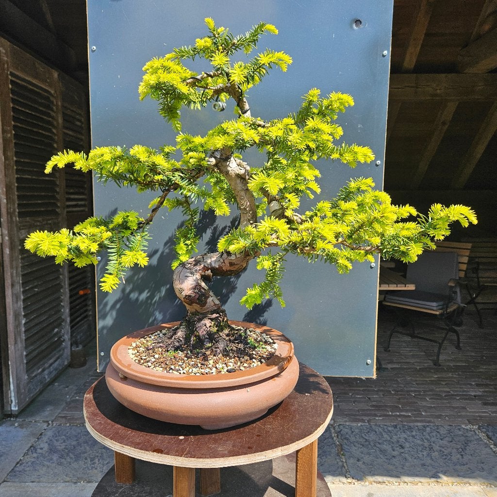 Bonsai Taxus Summergold, Tuin en Terras, Planten | Bomen, Ophalen